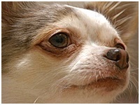 ティアラ きょうのわんこ 写真1