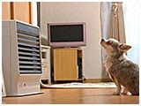 ティアラ きょうのわんこ 写真4