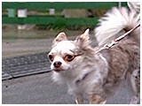 ティアラ きょうのわんこ 写真5