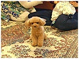 桃 きょうのわんこ 写真2