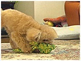 桃 きょうのわんこ 写真5