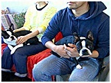 プッチ きょうのわんこ 写真2