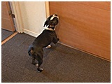プッチ きょうのわんこ 写真5