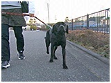 くろ きょうのわんこ 写真2