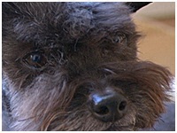 ベック きょうのわんこ 写真1
