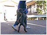 ベック きょうのわんこ 写真4