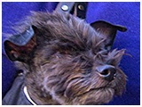 ベック きょうのわんこ 写真5