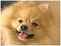 ウィンディ きょうのわんこ 写真1