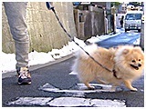 ウィンディ きょうのわんこ 写真4