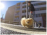 ウィンディ きょうのわんこ 写真5