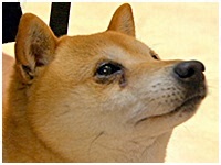 小太郎 きょうのわんこ 写真1