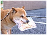 小太郎 きょうのわんこ 写真4