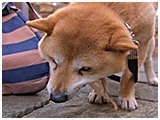 小太郎 きょうのわんこ 写真5