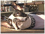 ニコ きょうのわんこ 写真4