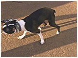 ニコ きょうのわんこ 写真5