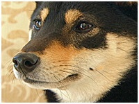 くまのすけ きょうのわんこ 写真1