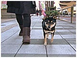 くまのすけ きょうのわんこ 写真3