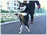 くまのすけ きょうのわんこ 写真4