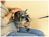 ビッケ きょうのわんこ 写真5