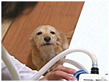 ムギ きょうのわんこ 写真4
