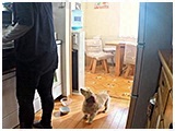 ティアラ きょうのわんこ 写真3
