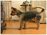 パパ きょうのわんこ 写真3