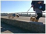 アポ・ピート きょうのわんこ 写真4