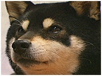みお きょうのわんこ 写真1