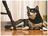 みお きょうのわんこ 写真3