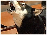 みお きょうのわんこ 写真4