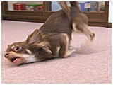ノア きょうのわんこ 写真4