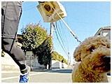 ココア きょうのわんこ 写真4