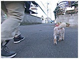 チロ きょうのわんこ 写真2