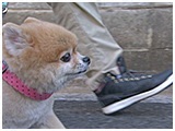 チロ きょうのわんこ 写真3