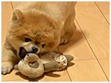 チロ きょうのわんこ 写真4