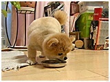 チロ きょうのわんこ 写真5