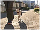 ルキア きょうのわんこ 写真2