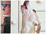 ルキア きょうのわんこ 写真4