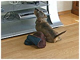 三郎 きょうのわんこ 写真3