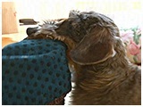 三郎 きょうのわんこ 写真5