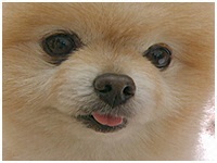 テツ きょうのわんこ 写真1