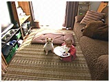 テツ きょうのわんこ 写真2