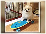 テツ きょうのわんこ 写真3