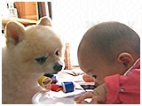 テツ きょうのわんこ 写真4