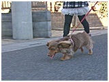 咲愛 きょうのわんこ 写真2