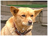 ひな きょうのわんこ 写真2