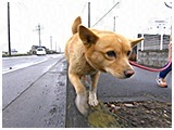 ひな きょうのわんこ 写真5