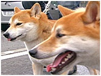 MOMO・SAKURA きょうのわんこ 写真1