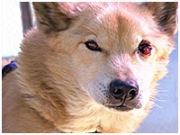 エイキチ きょうのわんこ 写真1