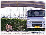 エイキチ きょうのわんこ 写真2